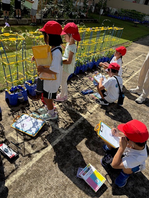 【小１】育てたあさがおが咲きました。