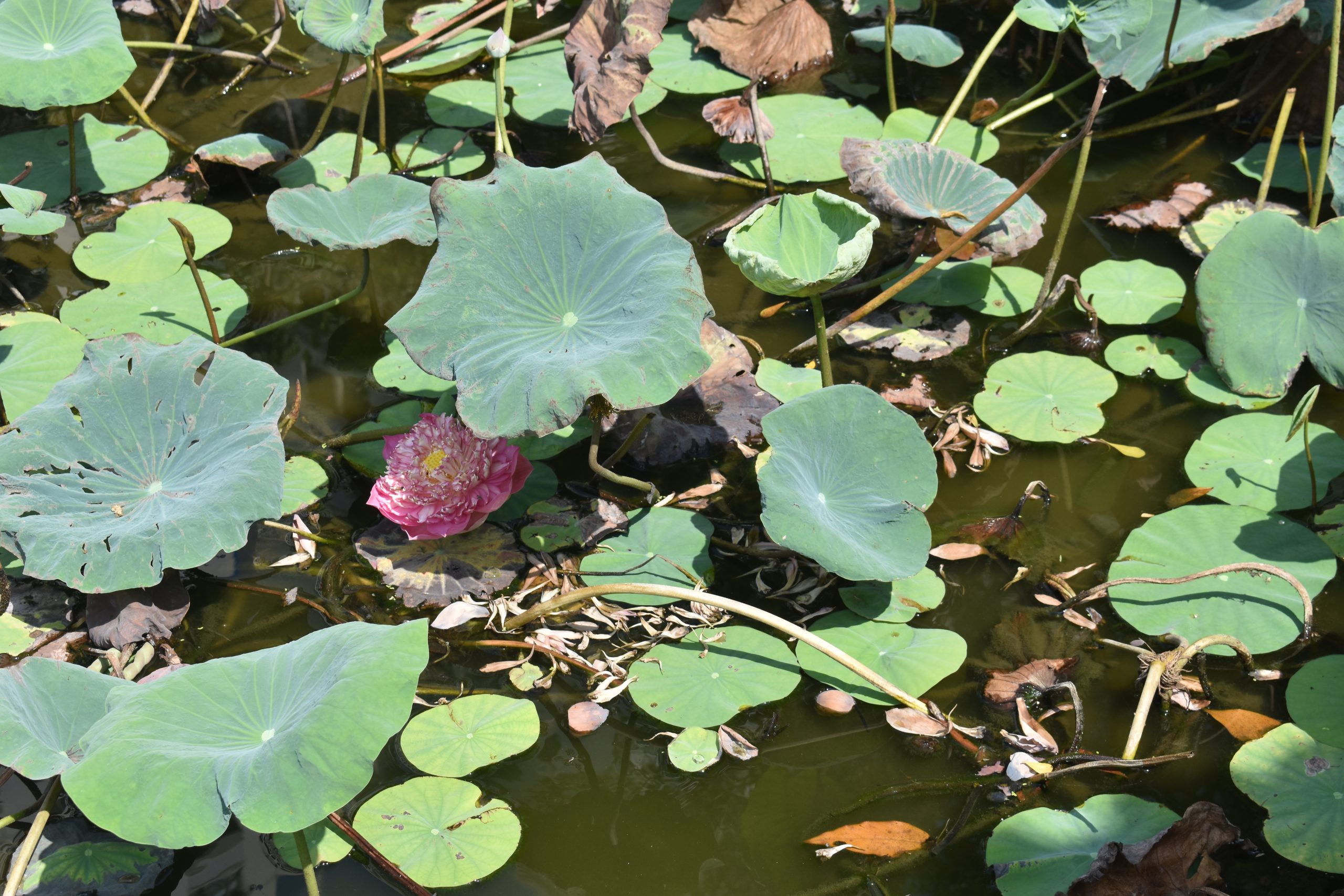 【小２】　ナムビエン公園